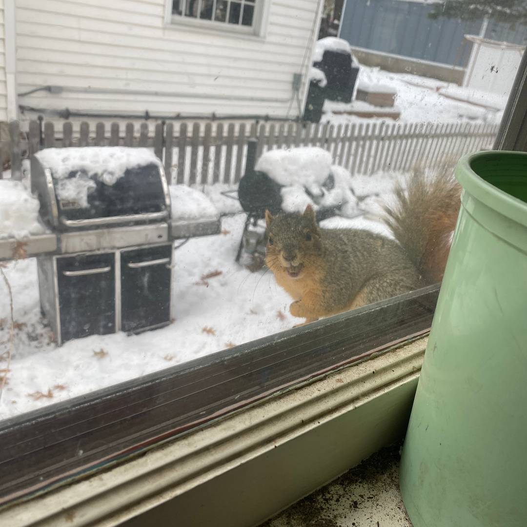 A squirrel looks in the window. 