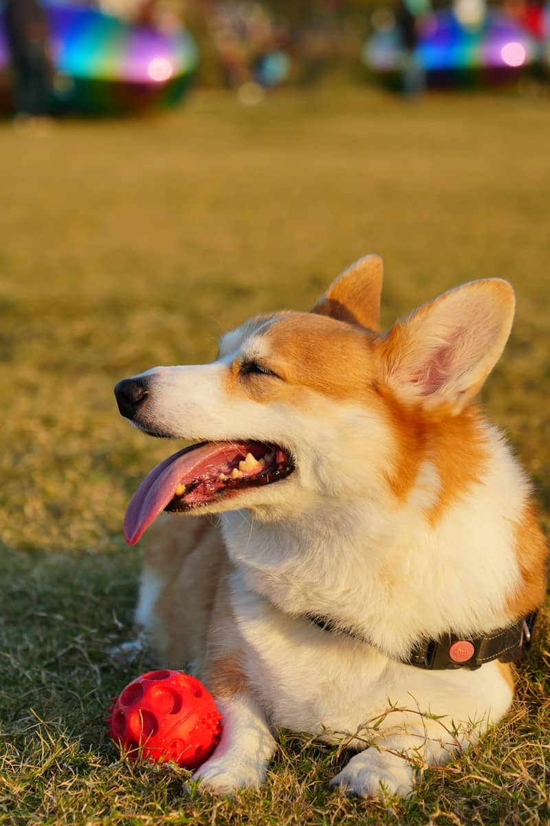 A dog laying in the grass with a ball