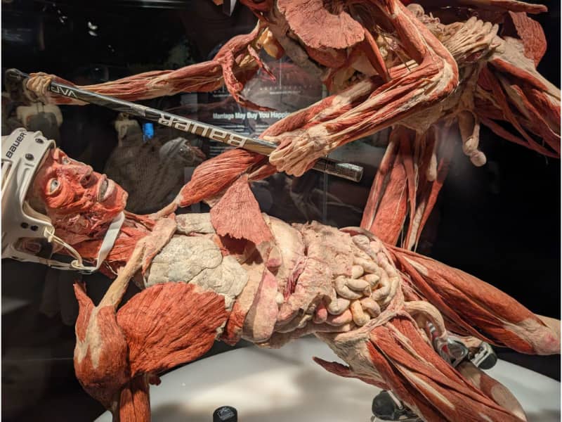BODY WORLDS