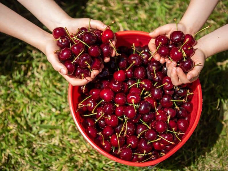 Cherry 