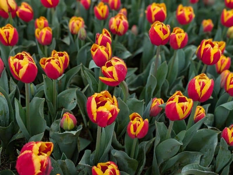 Tulip Festival
