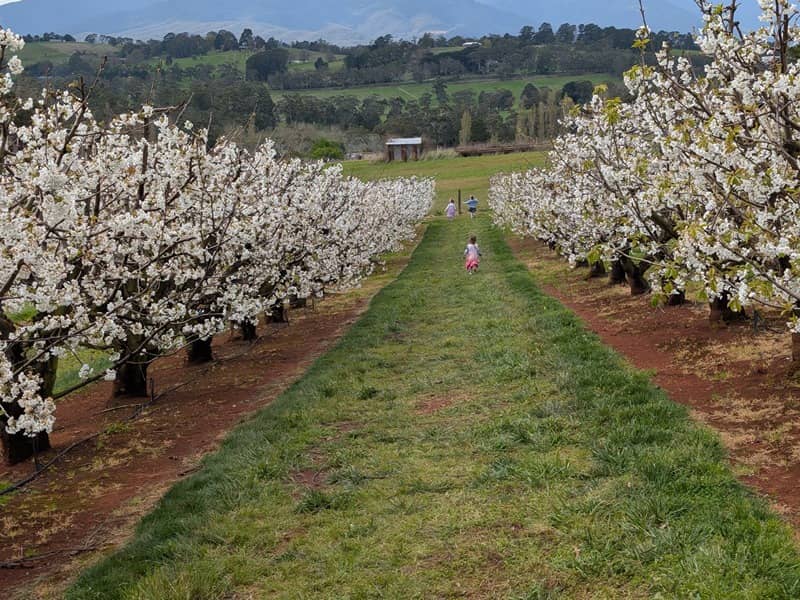 CherryHill Orchards