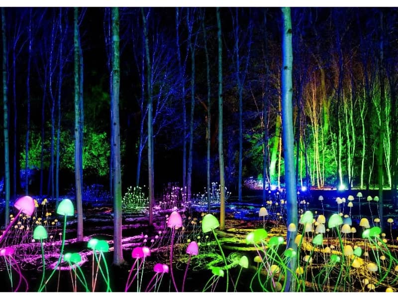 Lightscape with Kathy's review