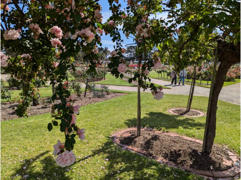 Melbourne Spring - State Rose Garden