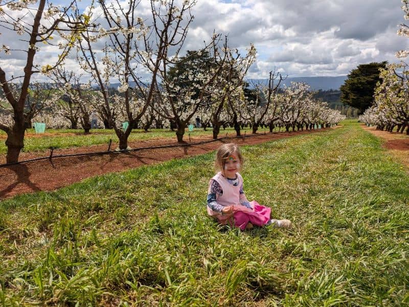 Blossom Festival