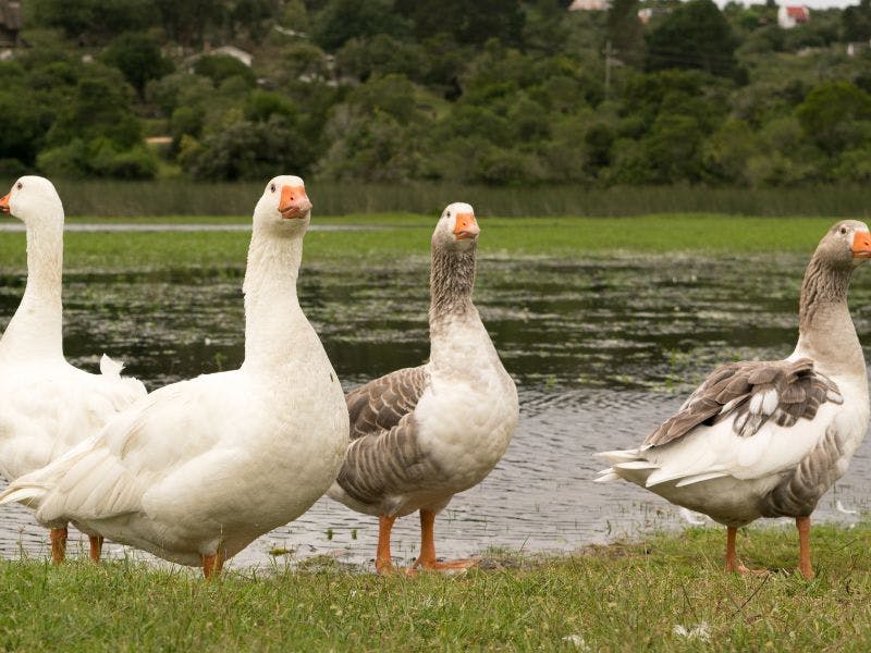 geese by a pond