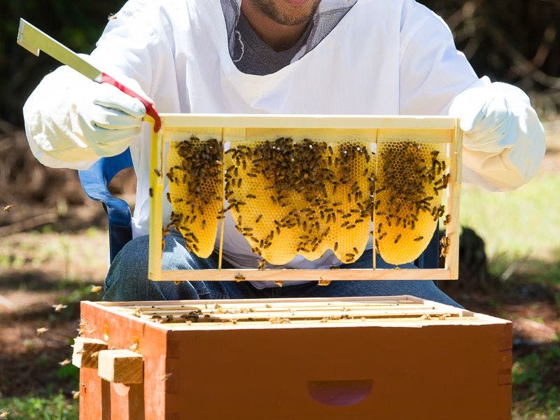 bee keeping hive