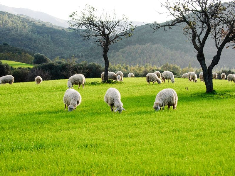 sheep on a grassy pasture