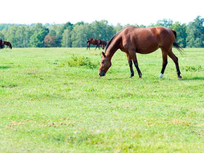 horses on pasture