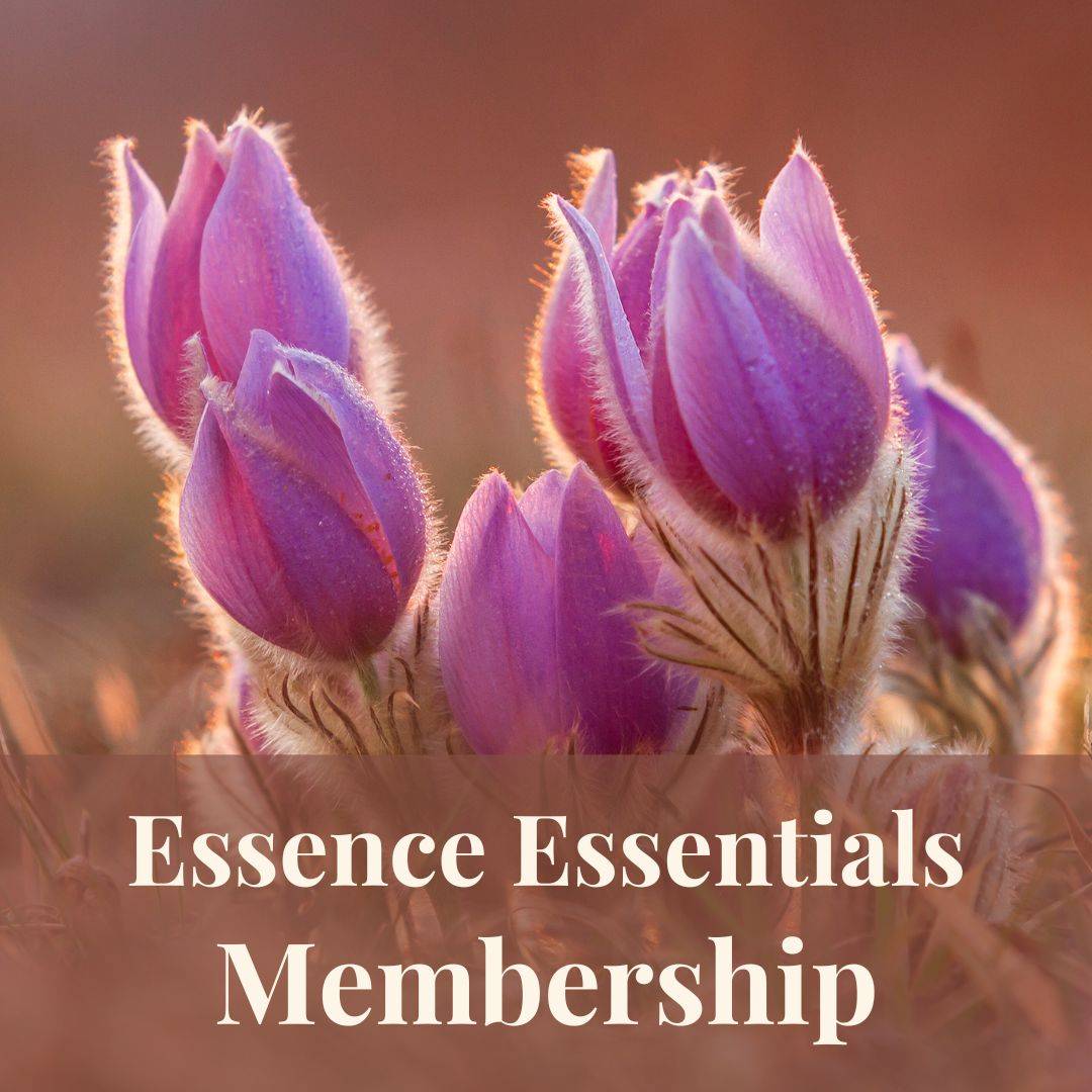 Essence Essentials and pasque flowers