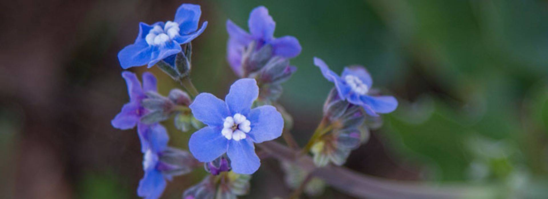 hound's tongue flower