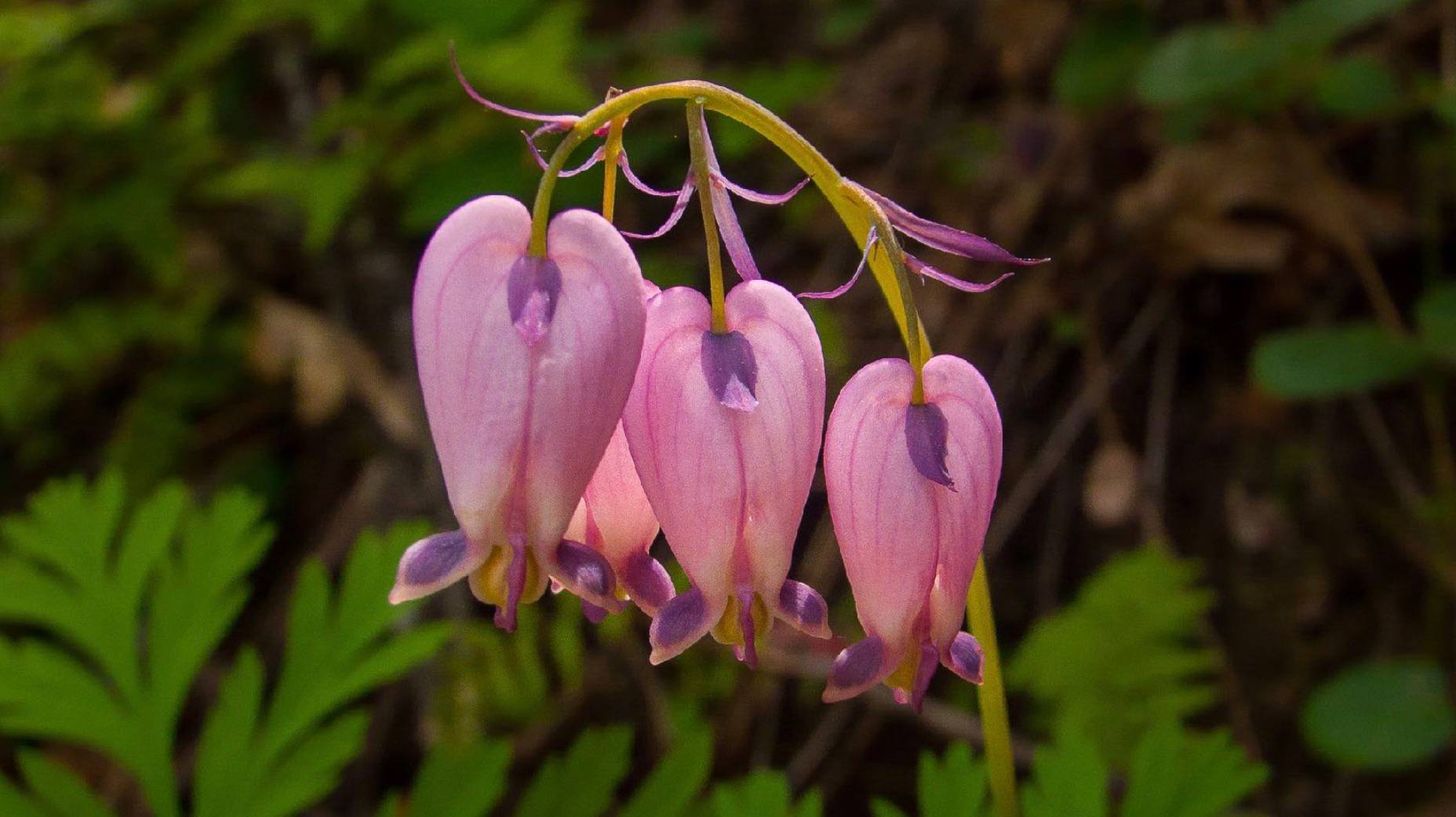bleeding heart | flower essence practitioner training 