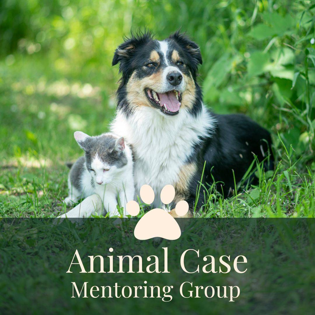 dog and cat happy together in grass