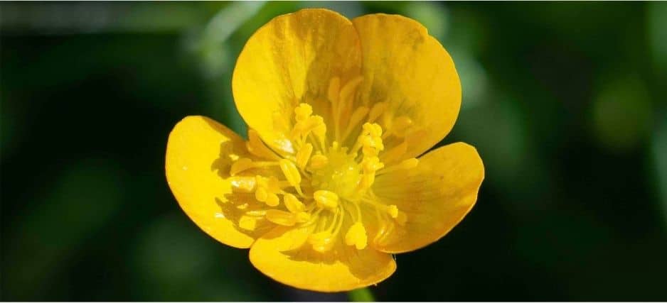 buttercup flower