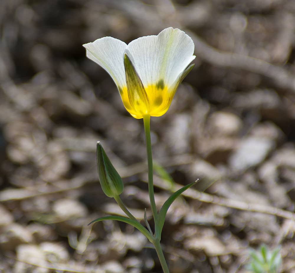 mariposa lily 