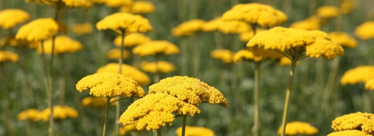 a field of golden yarrow