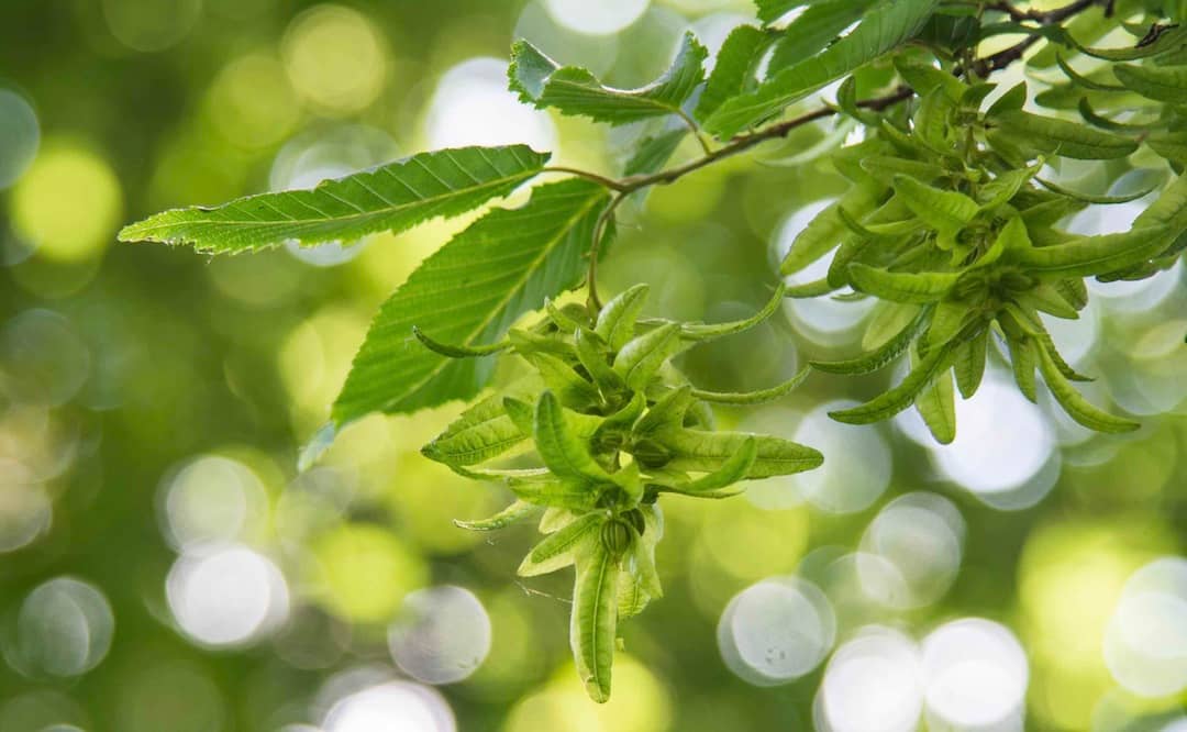 Hornbeam