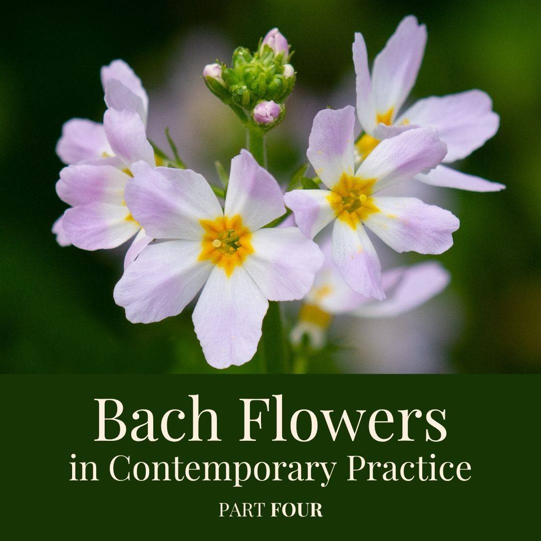 water violet flowers for the Bach Flowers in Contemporary Practice course