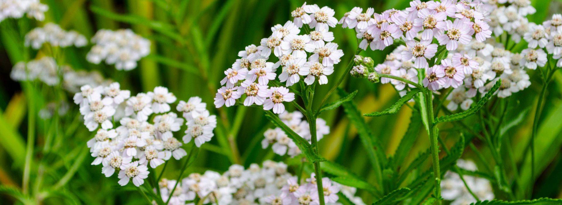 siberian yarrow