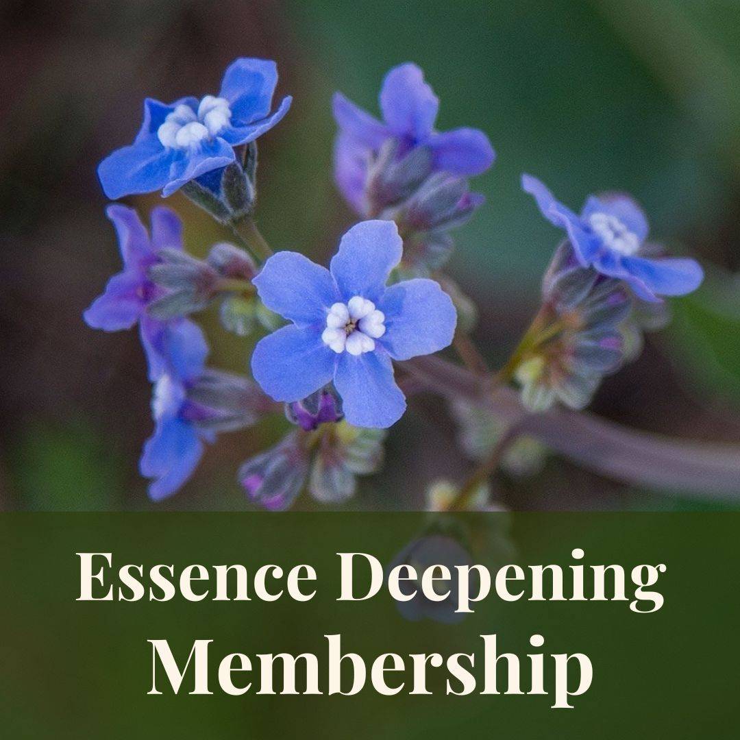 essence deepening and hound's tongue flowers