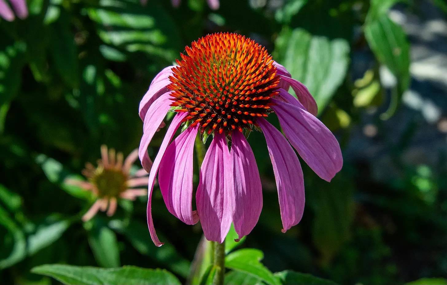 echinacea flower essence for restoration