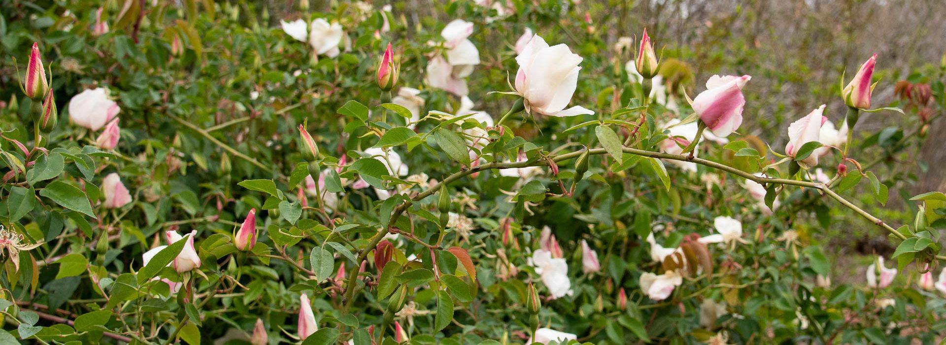 china rose bush