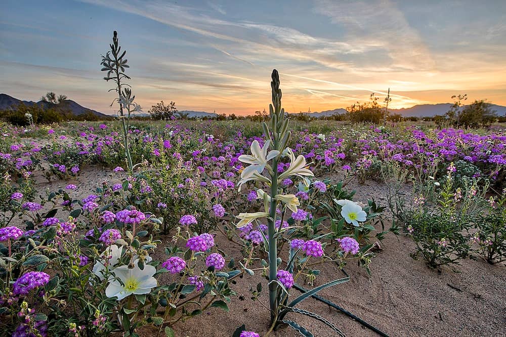 desert lily sunsent