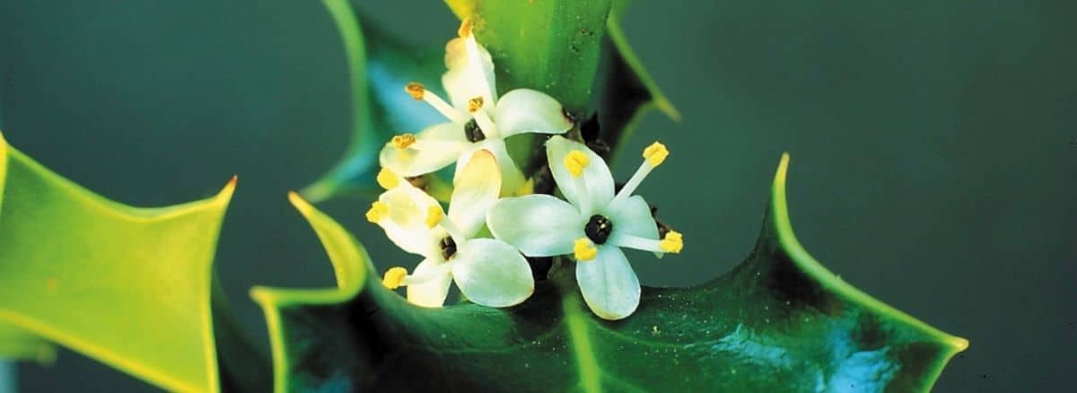 close-up image of holly flowers and their prickly leaves