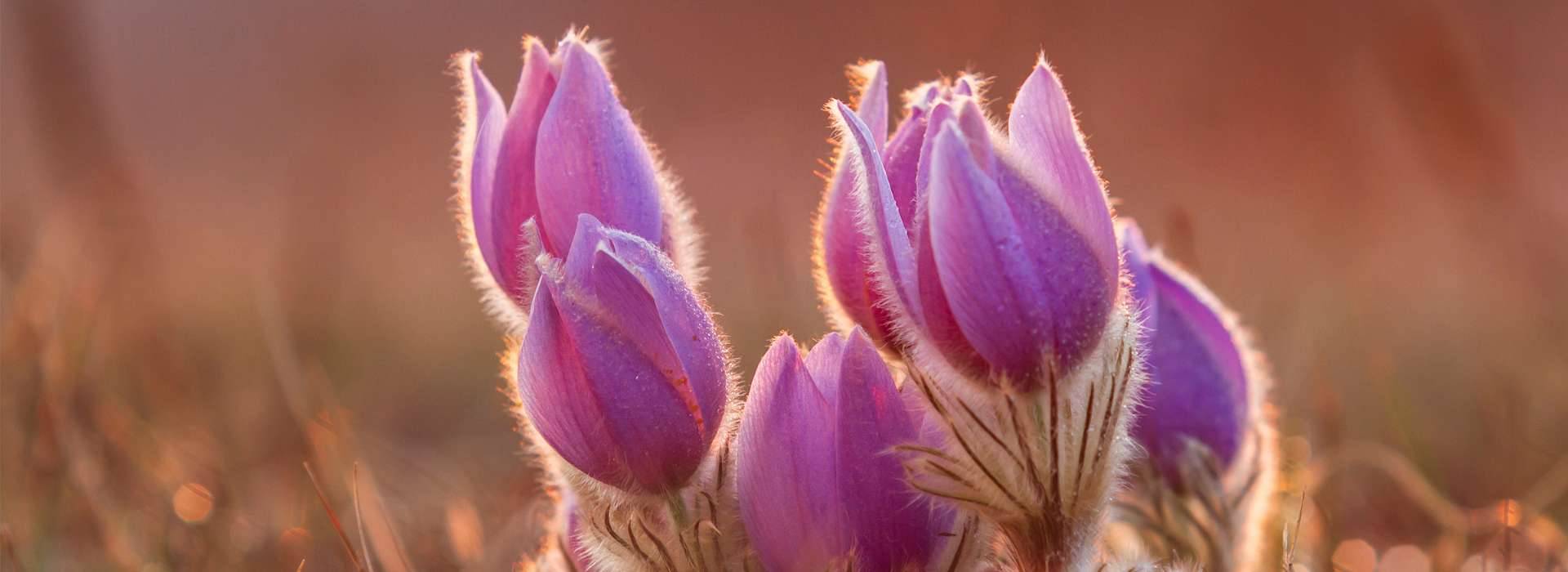 Pasque flowers - Essence Essentials Membership