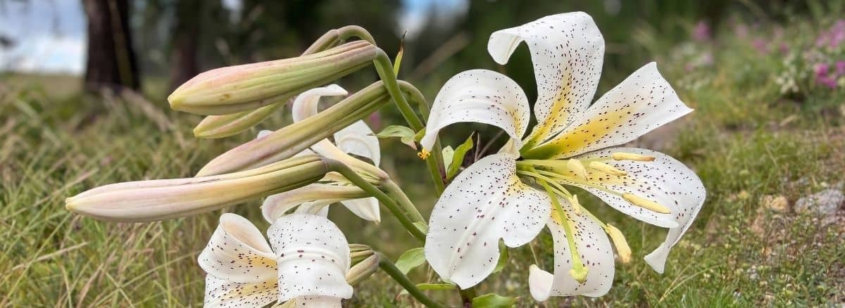 shast lily