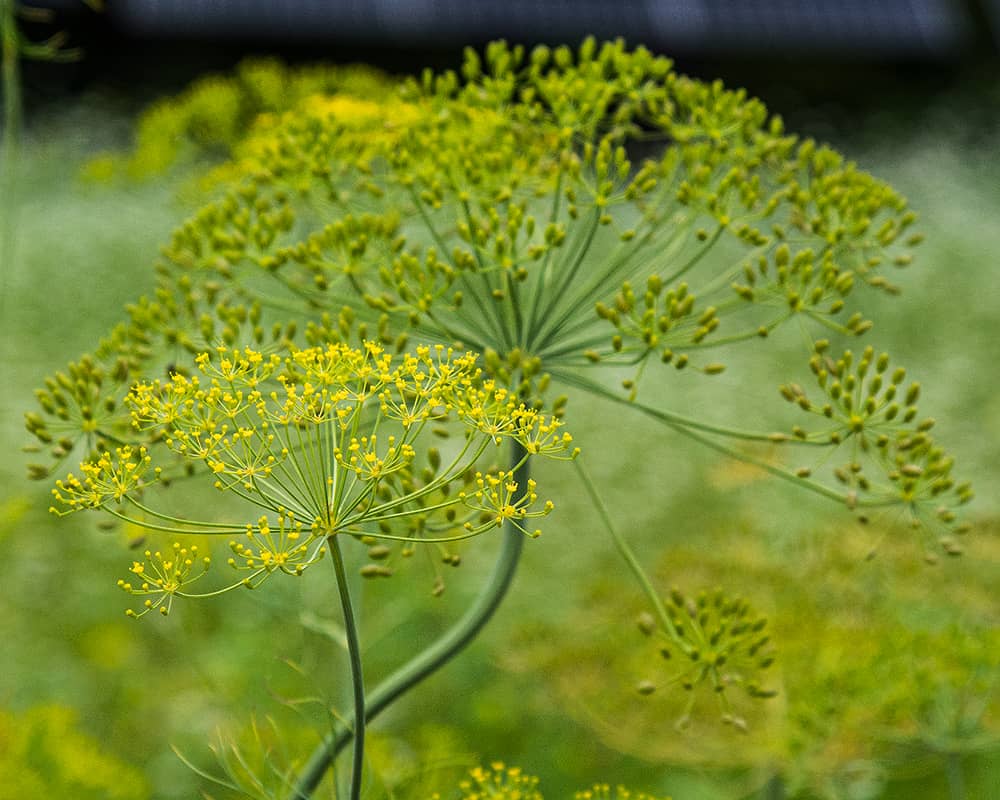 dill plant