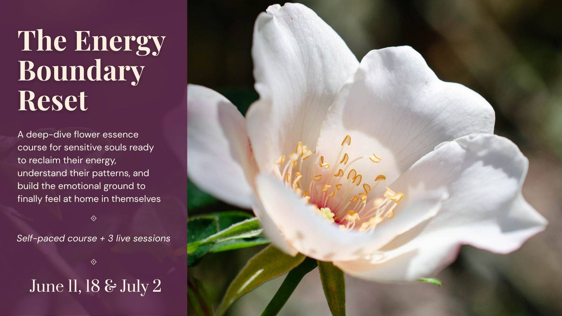 china rose energy boundary reset course card