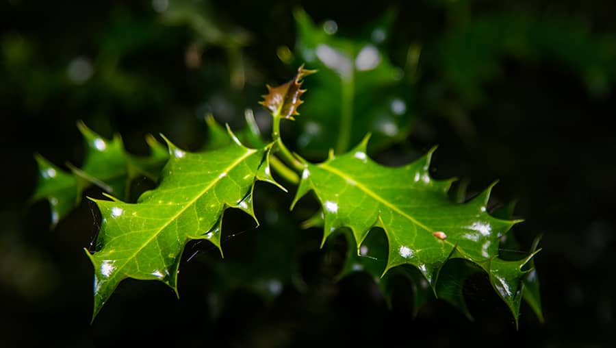holly leaves