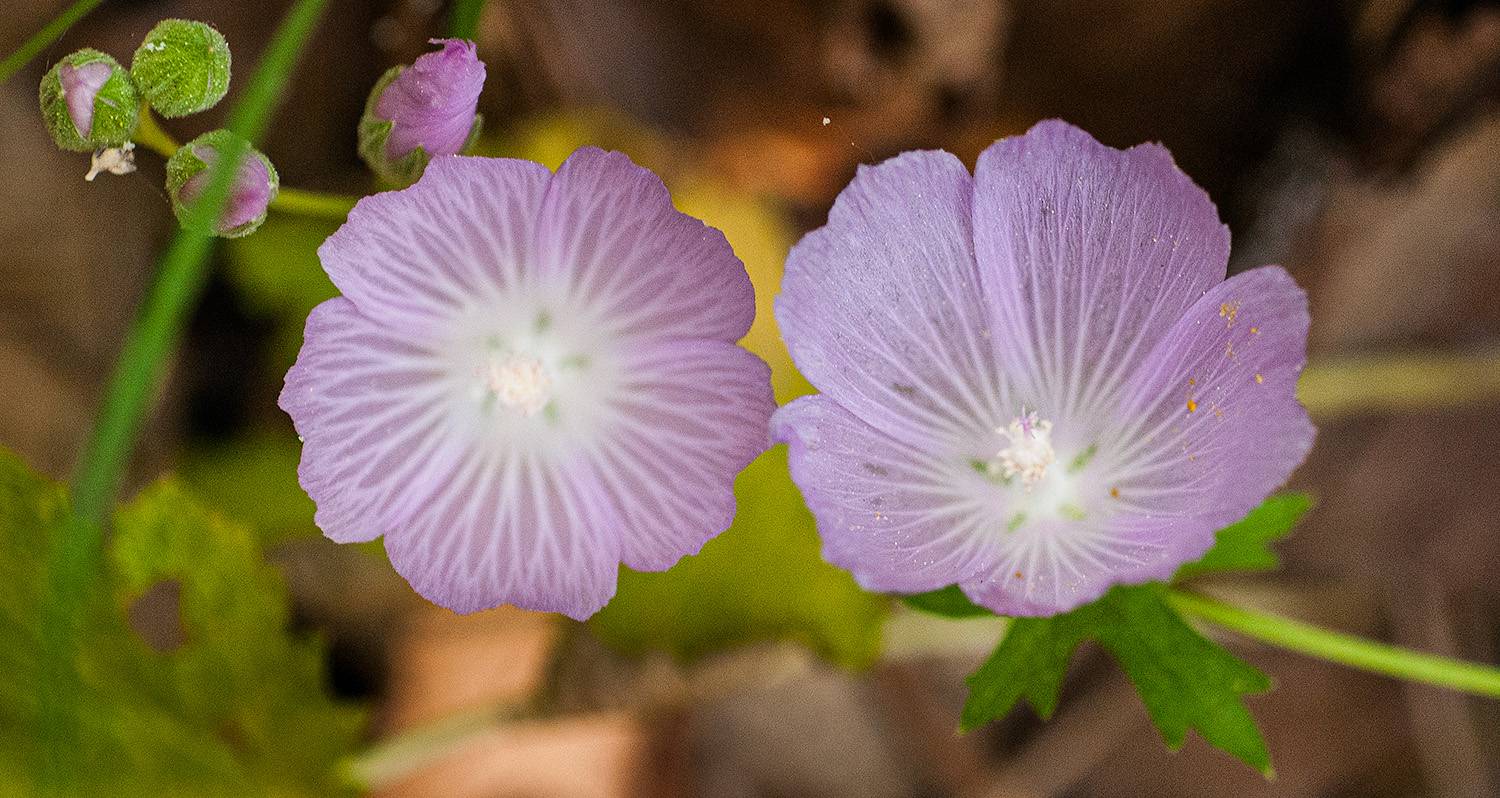 mallow flowers