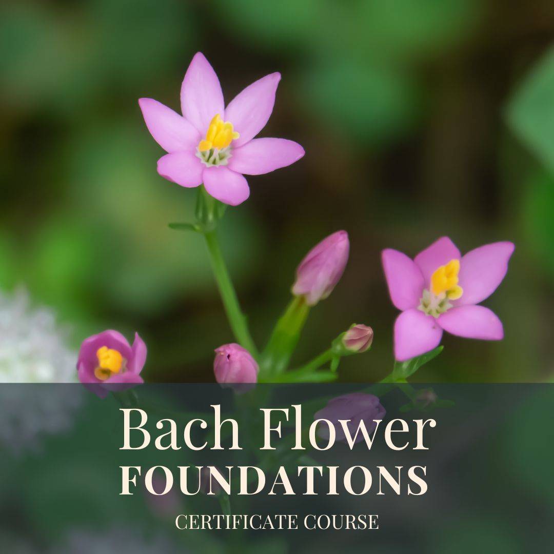 Beautiful pink centaury flowers for the Bach Flower Foundations course
