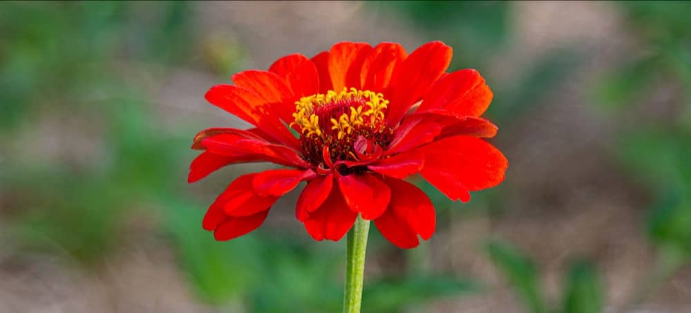 zinnia