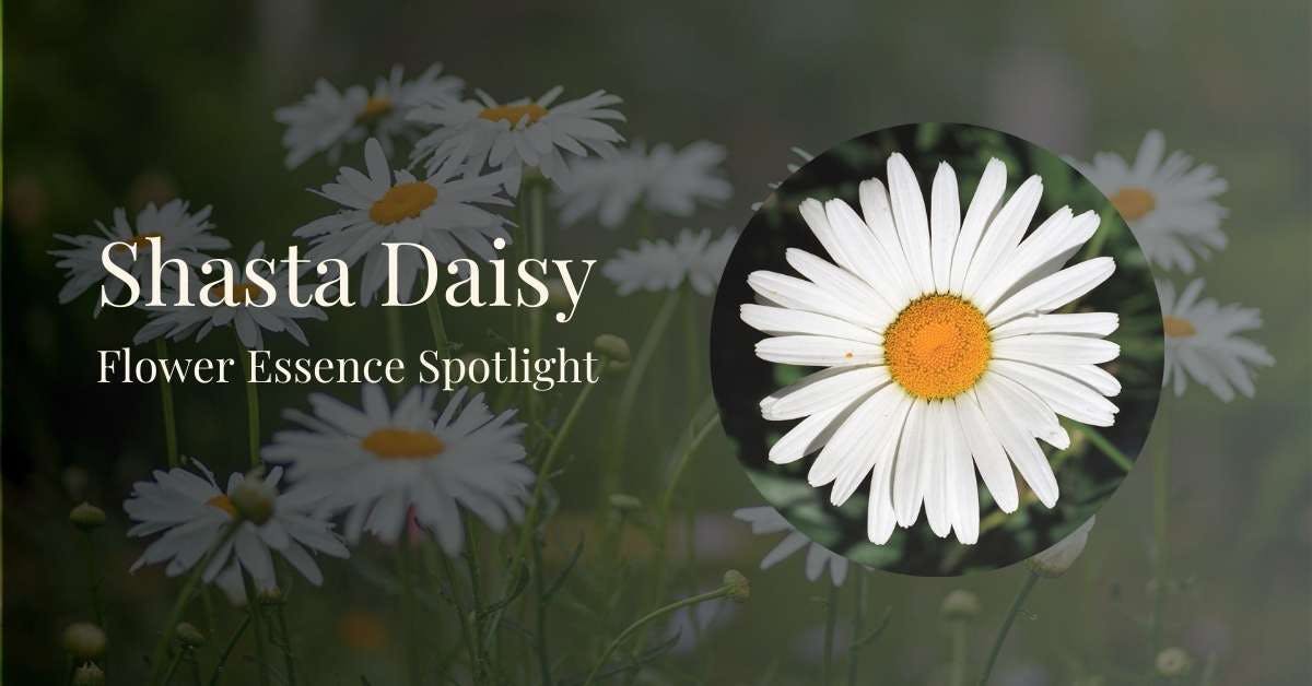 closeup of shasta daisy flower with more growing in the backround