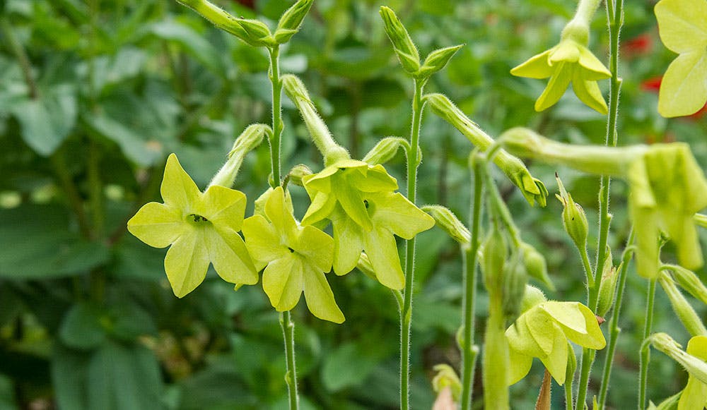 green nicotiana flowers