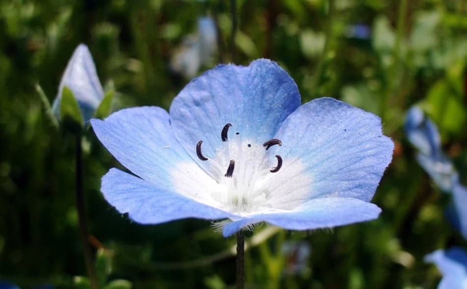Baby blue eyes flower