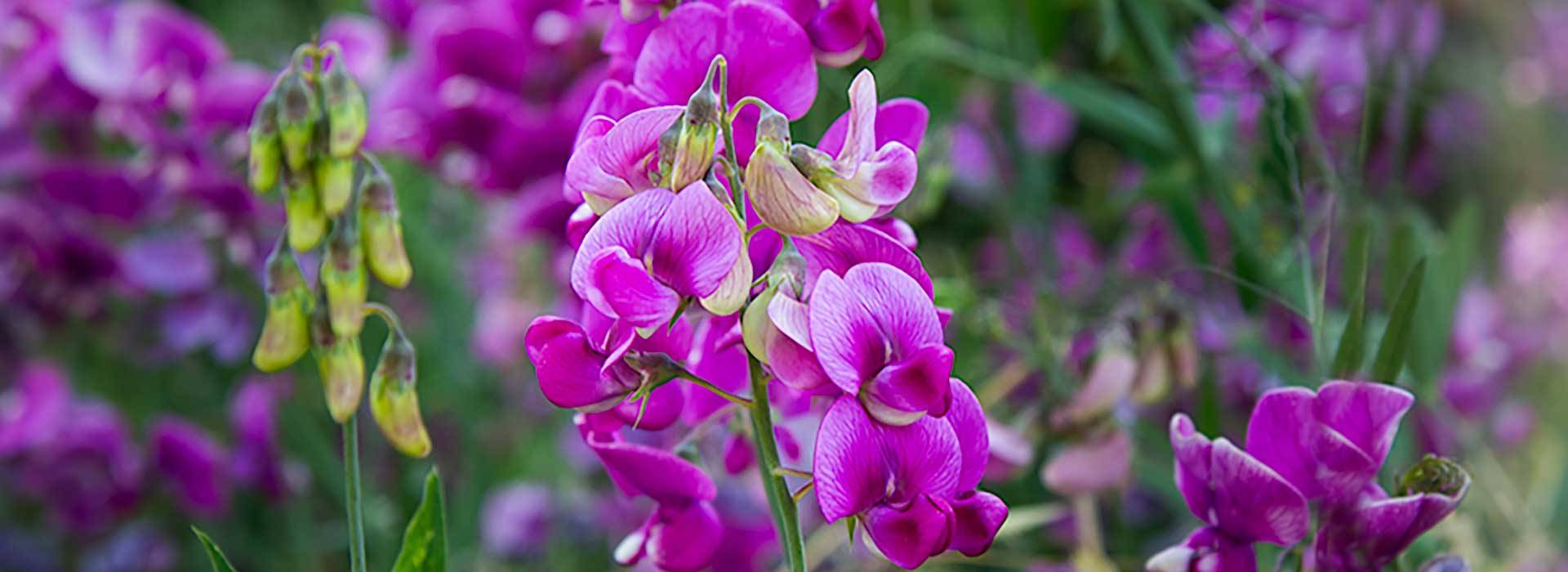 sweet pea flowers