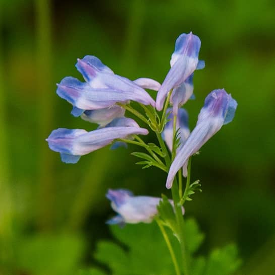 blue corydalis