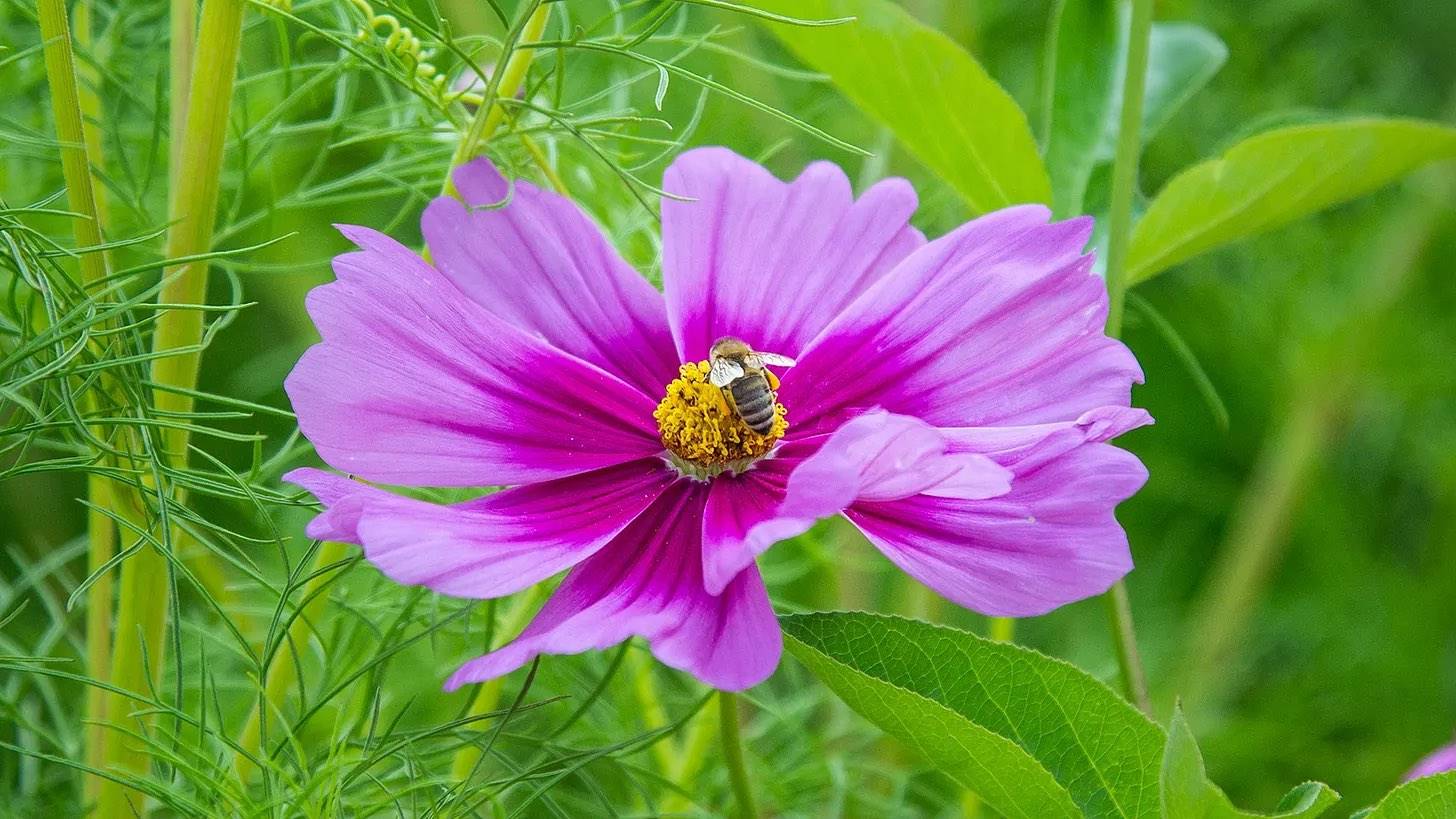 cosmos flower with bee, for the FES practitioner training program