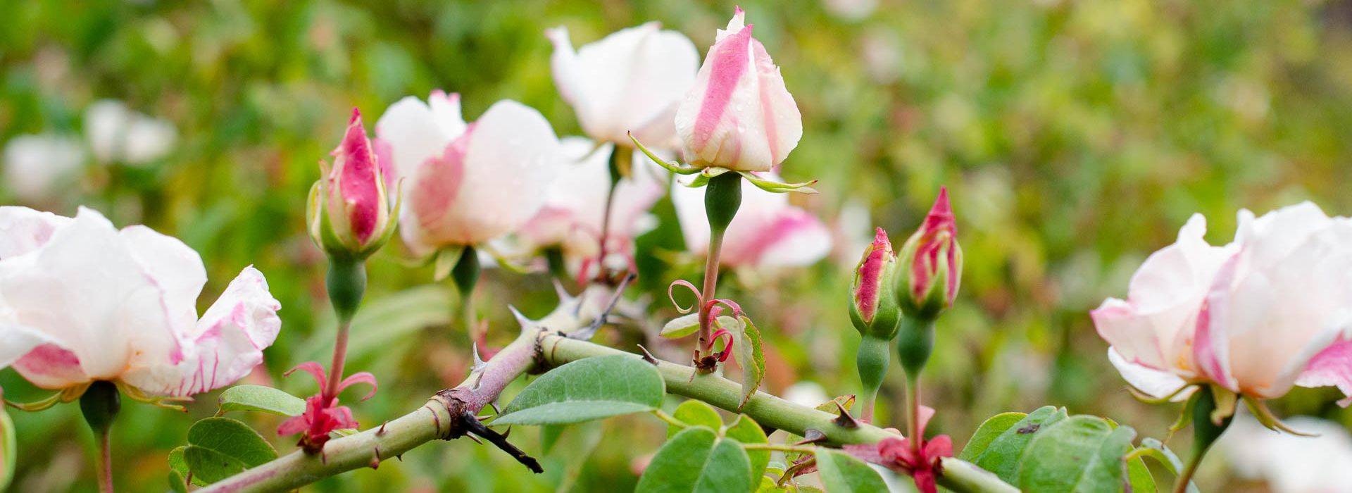 china rose bush