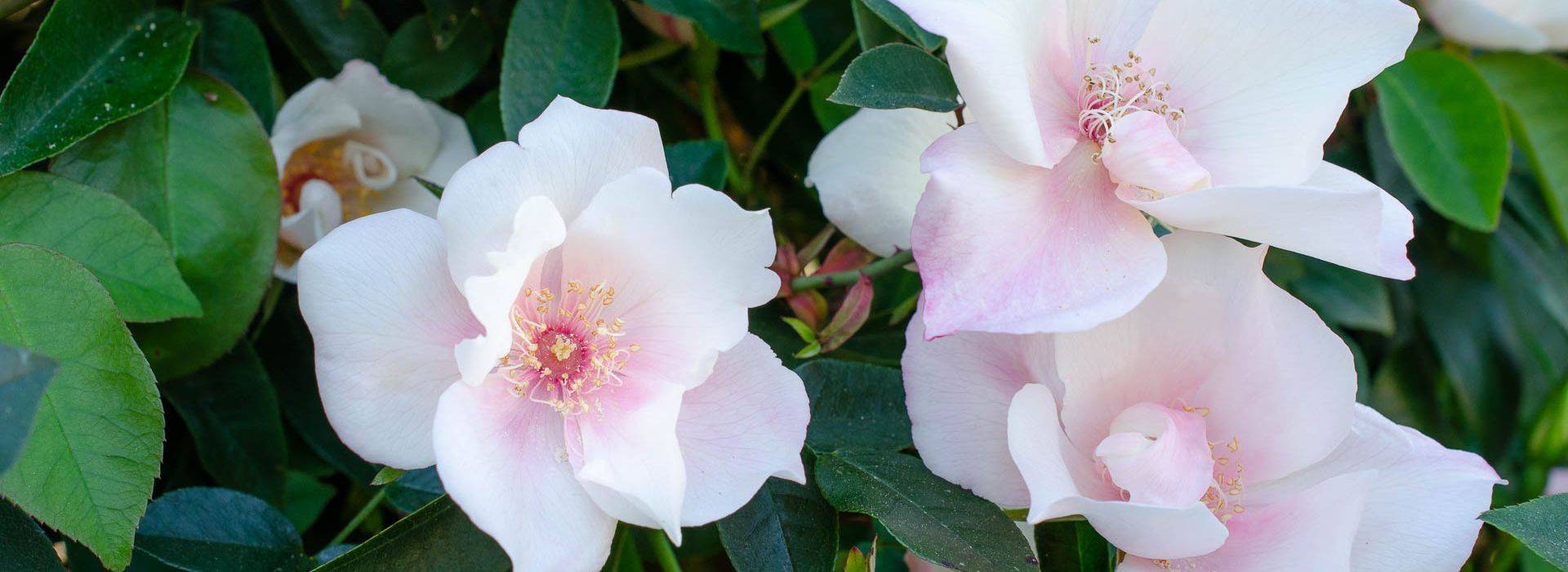 china rose