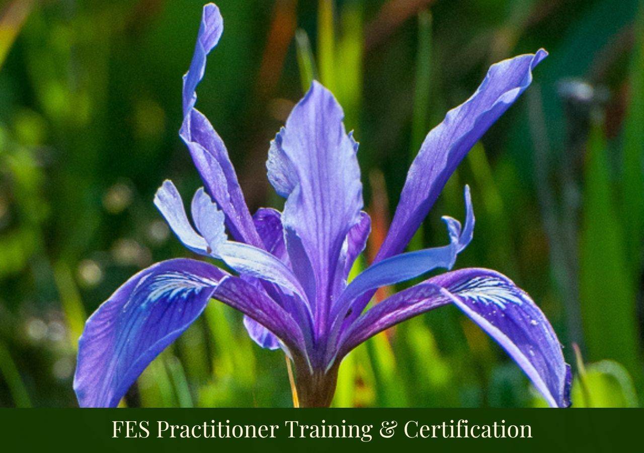 iris flower for the practitioner training