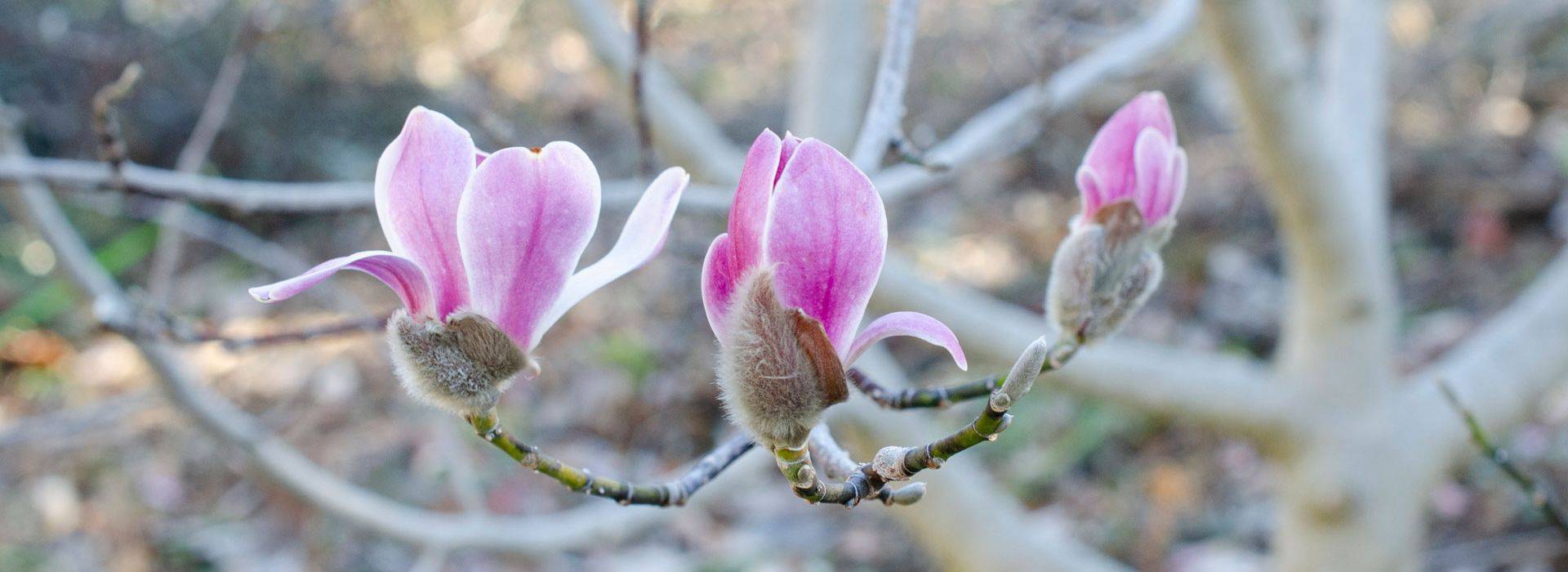 magnolia