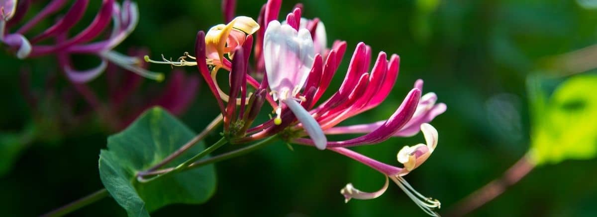 flowering honeysuckle