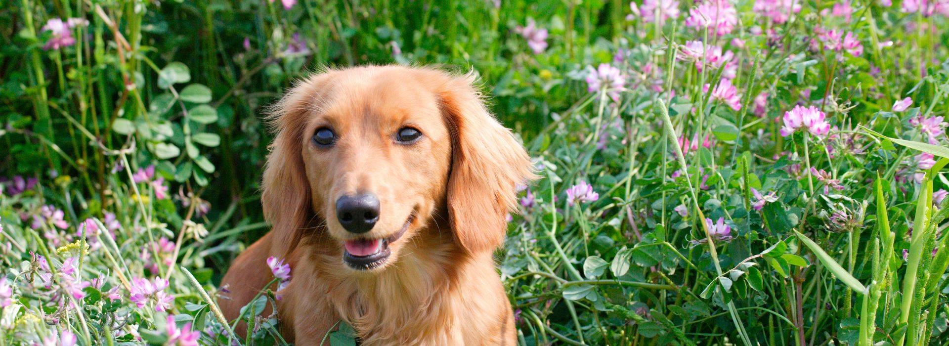 Cute dog in a patch of red clover