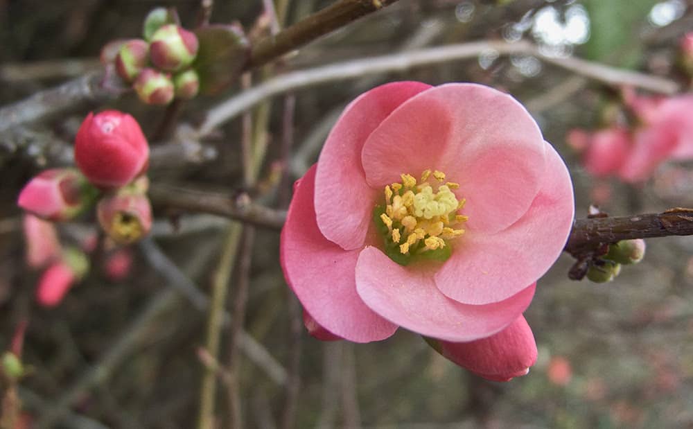 flowering quince