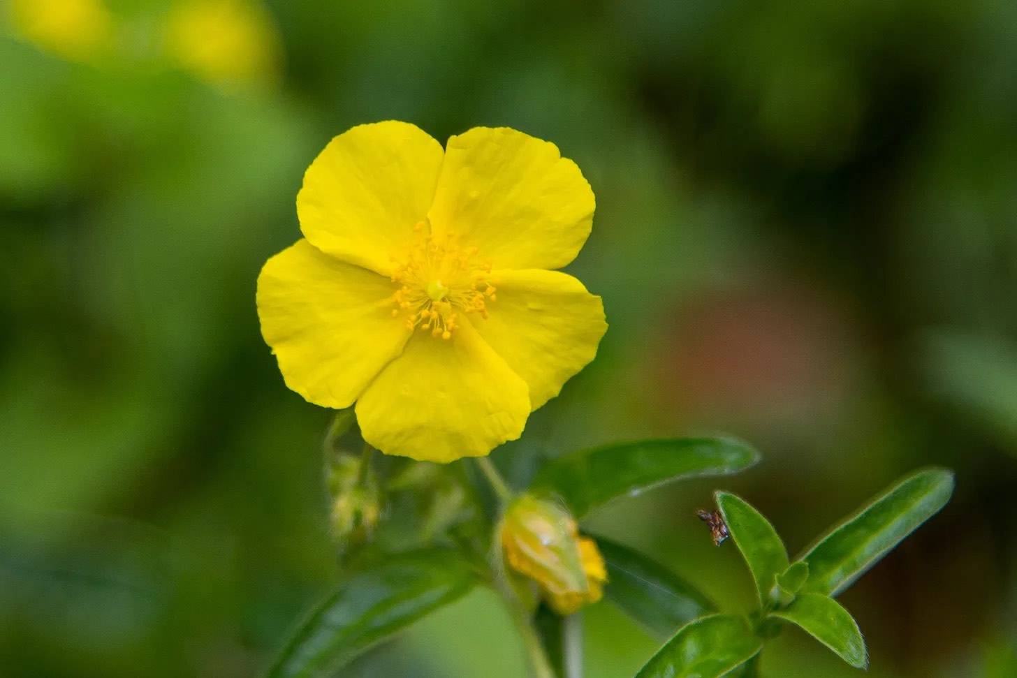 rock rose flower
